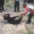 Matan a oso negro en Coahuila