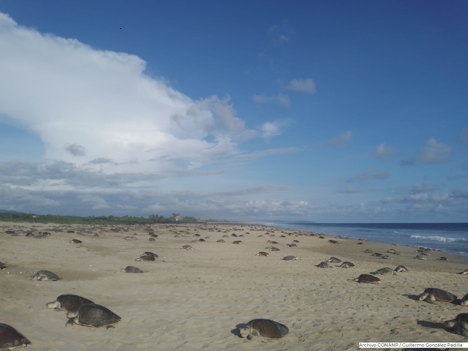 Pie de foto: Vista panorámica de la arribación de tortuga golfina. Crédito: Conanp