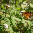 Disminuye 22 % presencia de mariposa monarca por escasez de agua