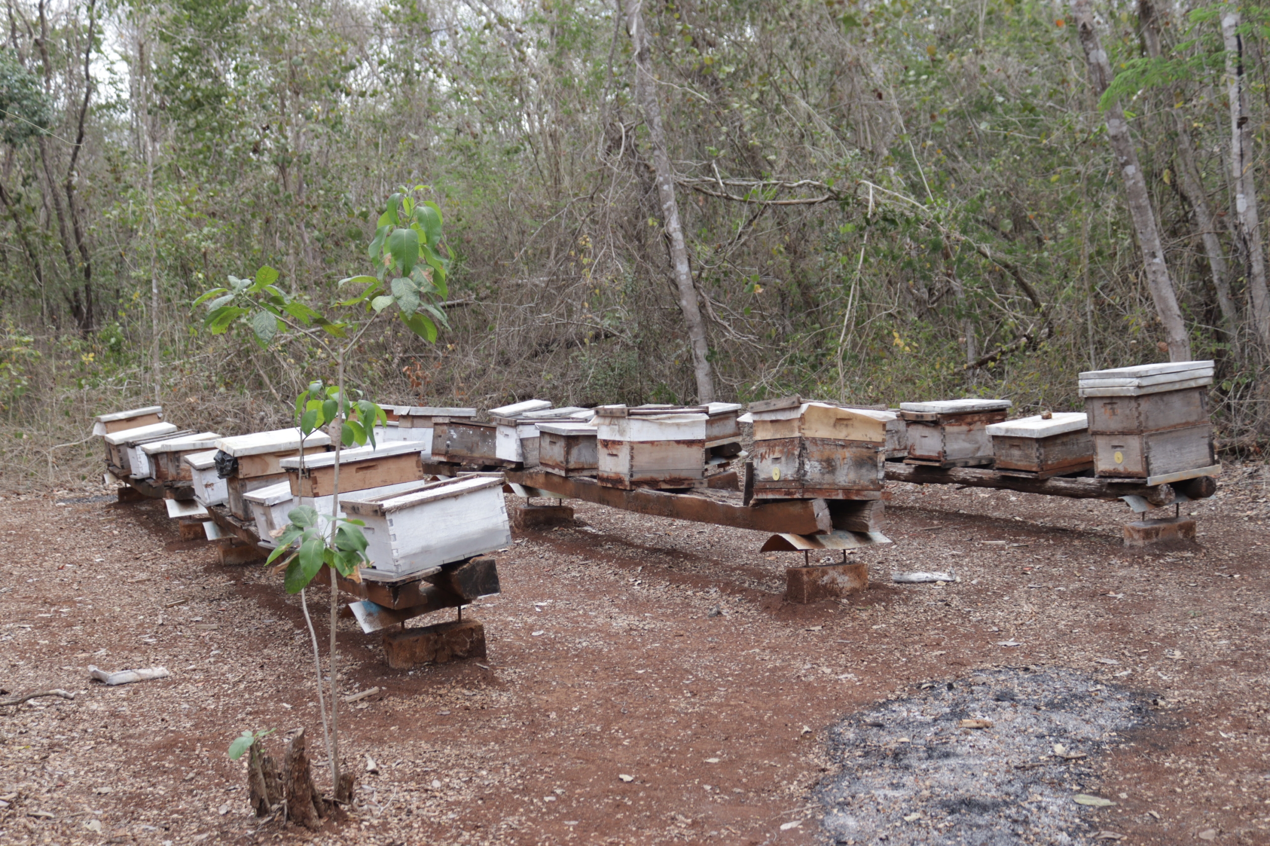 Pie de foto: La producción de miel resultó afectada por la muerte masiva de abejas. Crédito: Especial