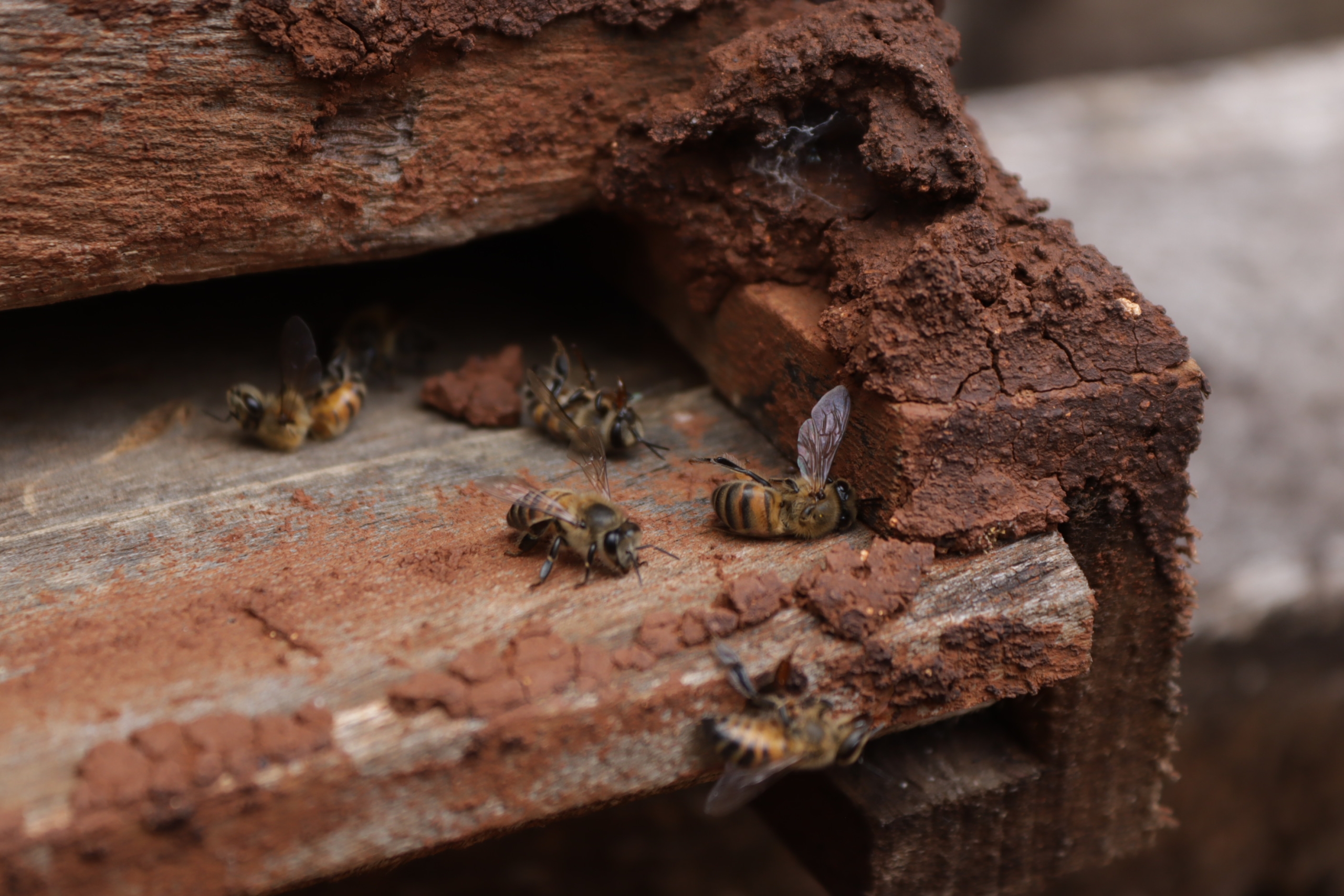 Pie de foto: miles de abejas murieron en apiarios de Campeche. Crédito: Especial 