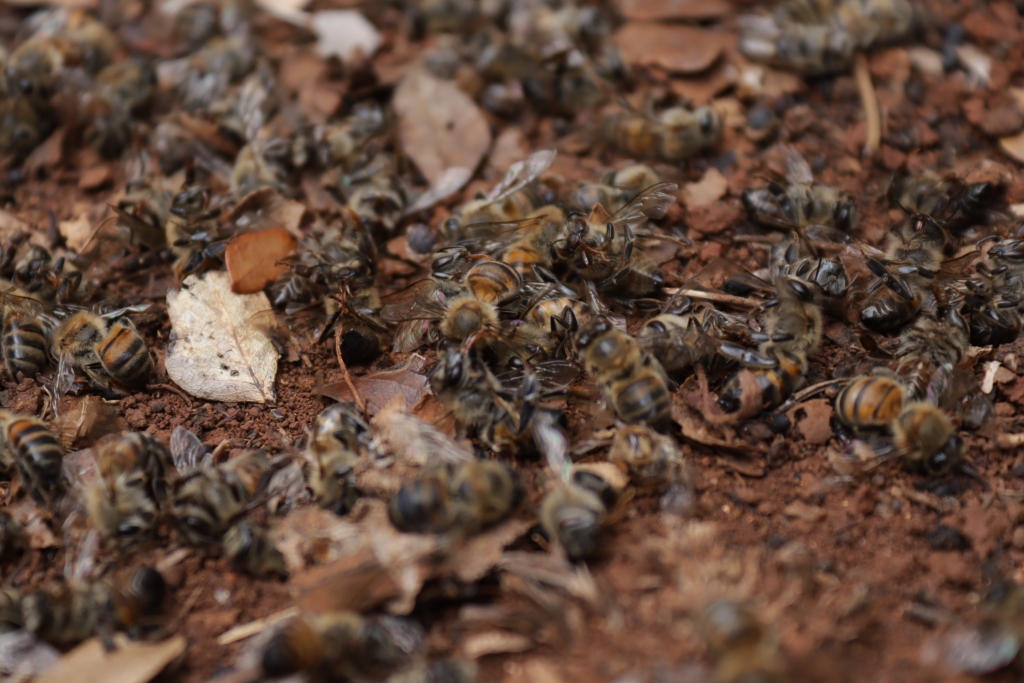 Sufren apicultores catástrofe ambiental por muerte masiva abejas - Evlyn  Online