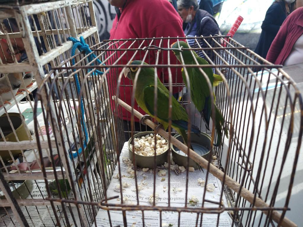 Pie de foto: Aves aseguradas en Hidalgo. Crédito: Profepa