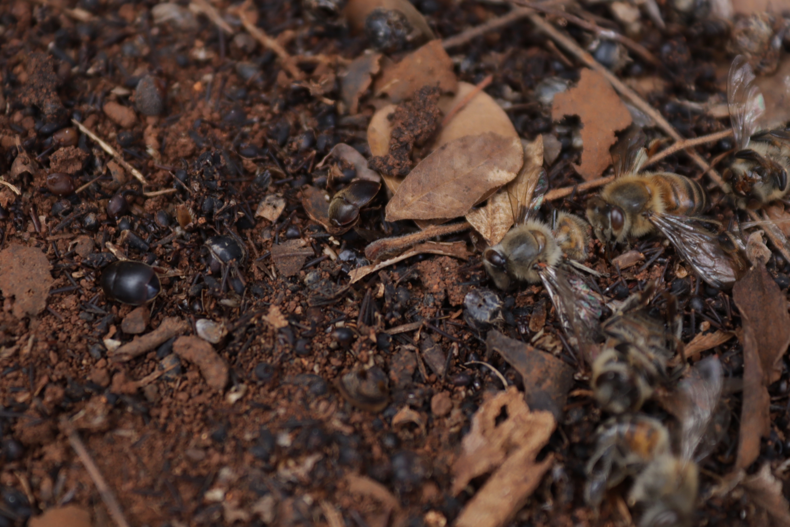 Muerte de abejas en Hopelchén. Crédito: Especial 