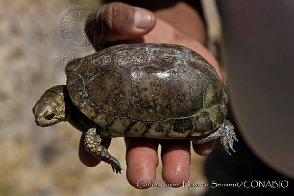 La tortuga cada de Coahuila es una las más amenazadas en México. Crédito: Conabio