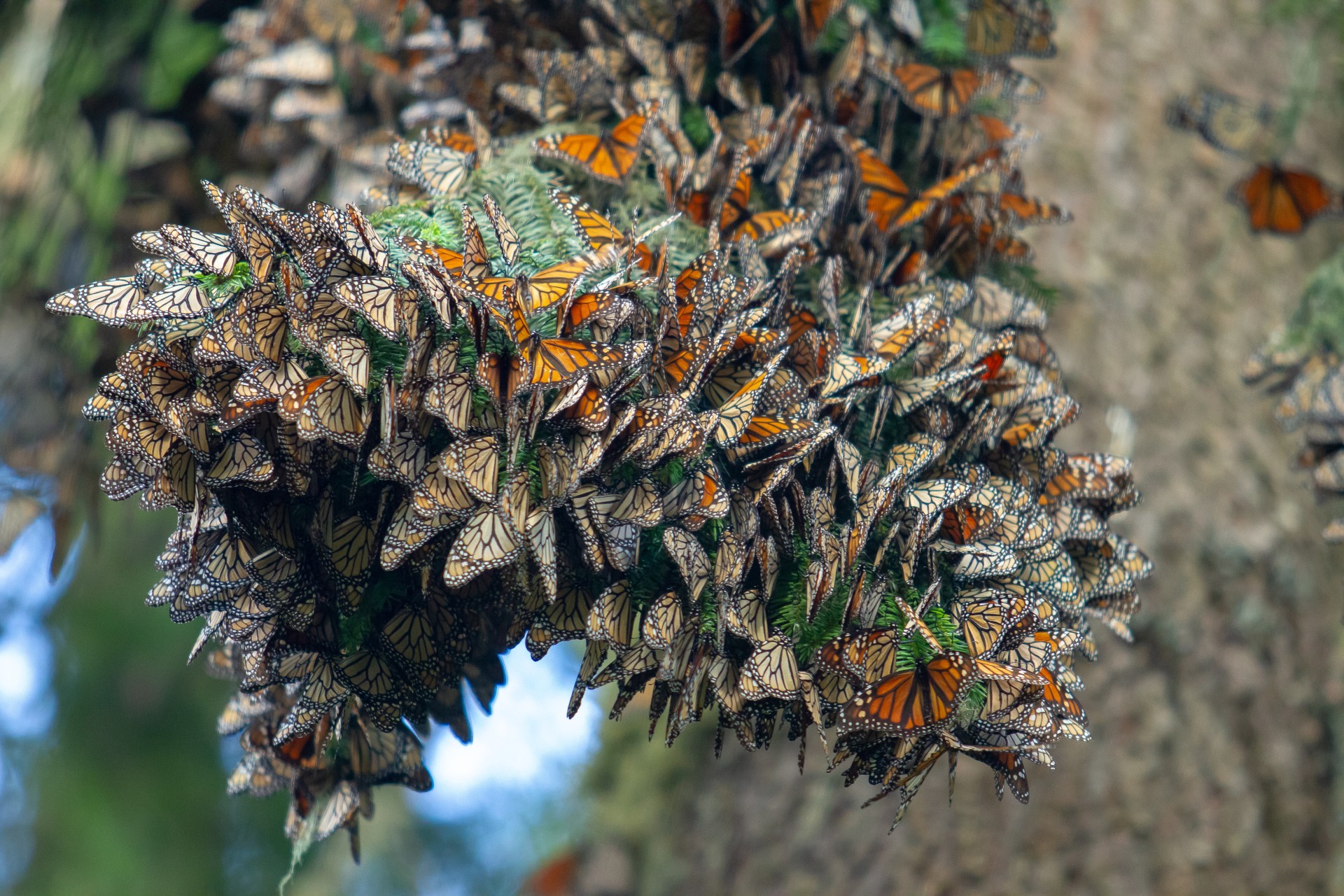 Las Monarcas se refugian en los santuarios de Michoacán y el Estado de México. Crédito: WWF México-Telmex-Telcel