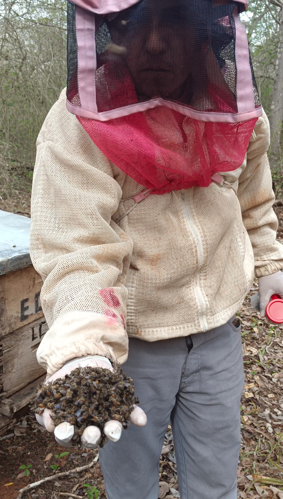 Los apicultores de la Península de Yucatán documentan la muerte masiva de abejas.