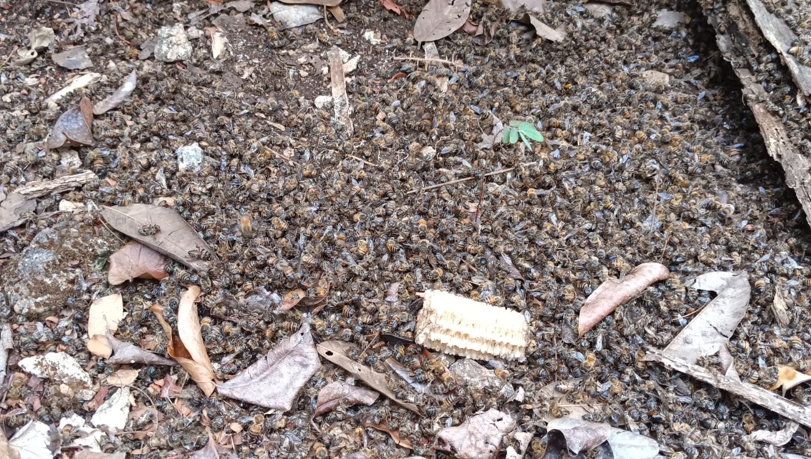 Muerte masiva de abejas en la Península de Yucatán.