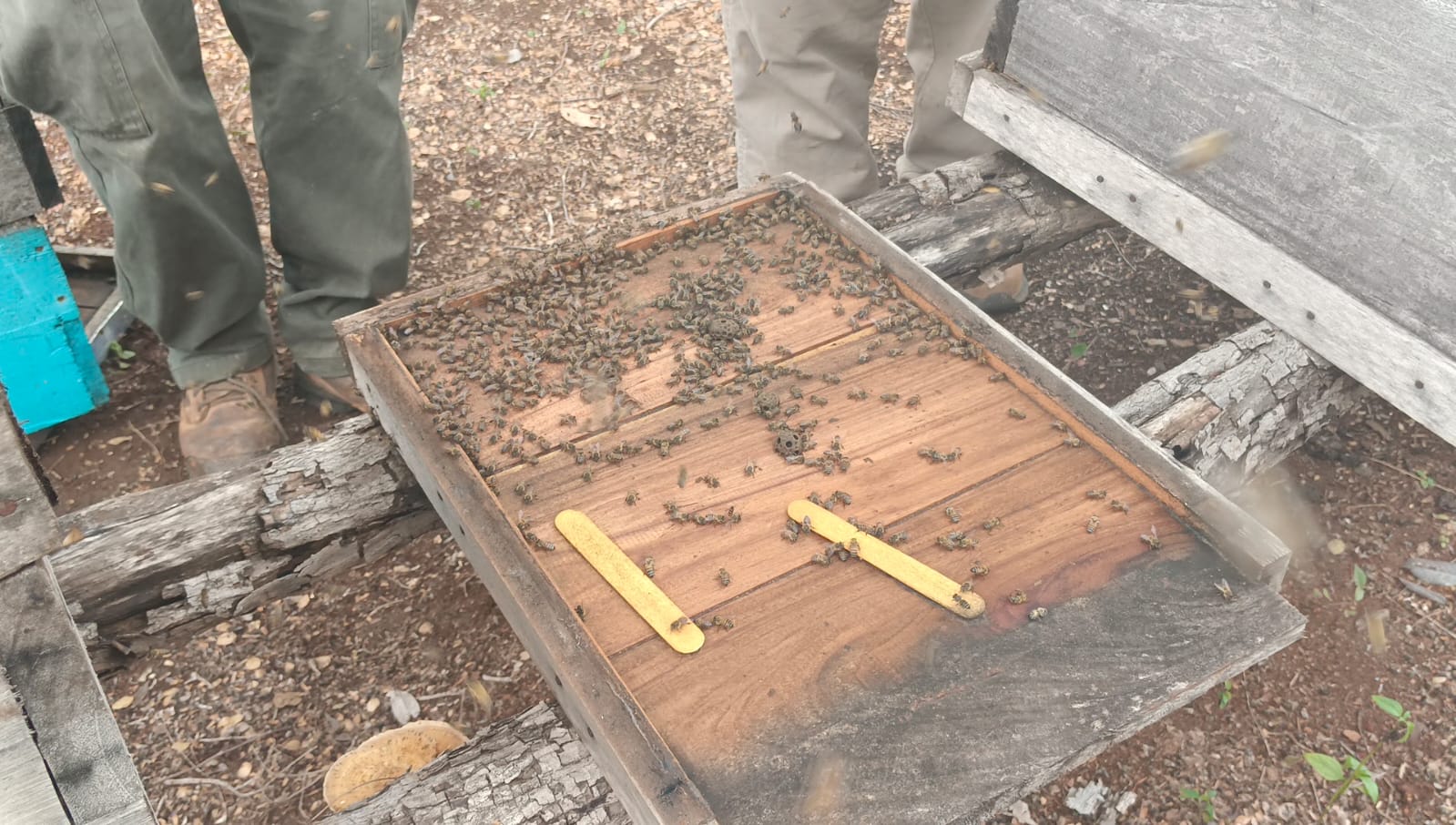 Otra muerte masiva de abejas fue recientemente denunciado por apicultores de la Península de Yucatán