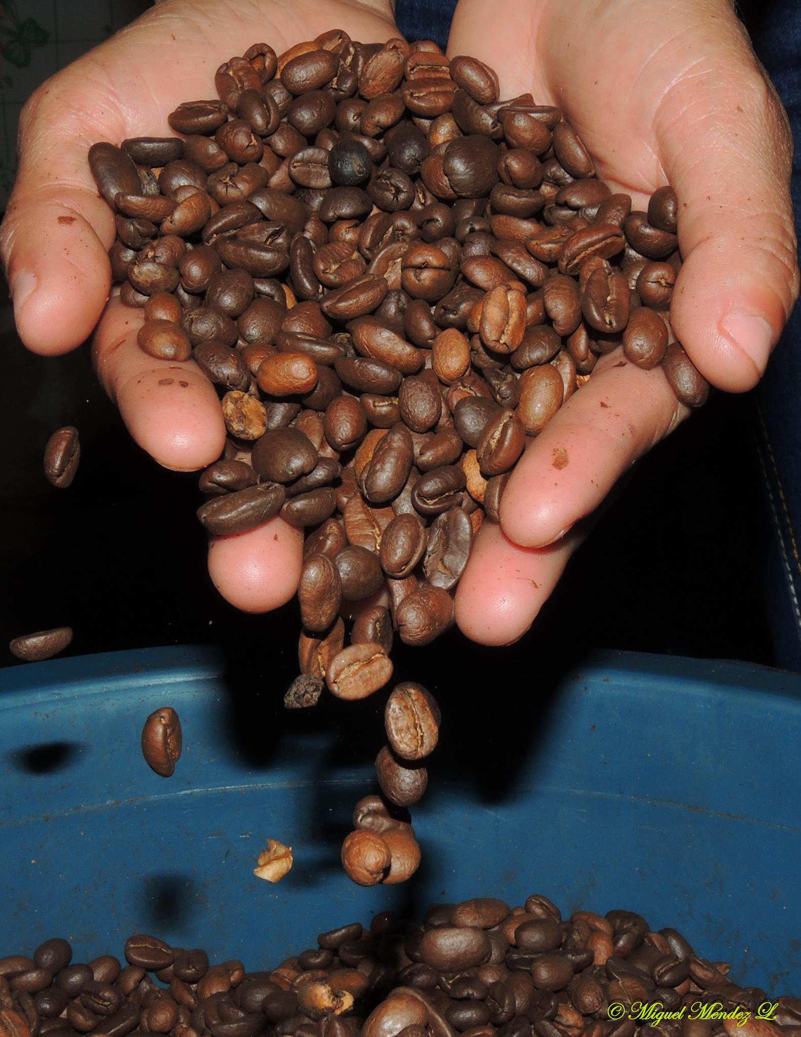 Producción de café en Comon Yaj Noptic.