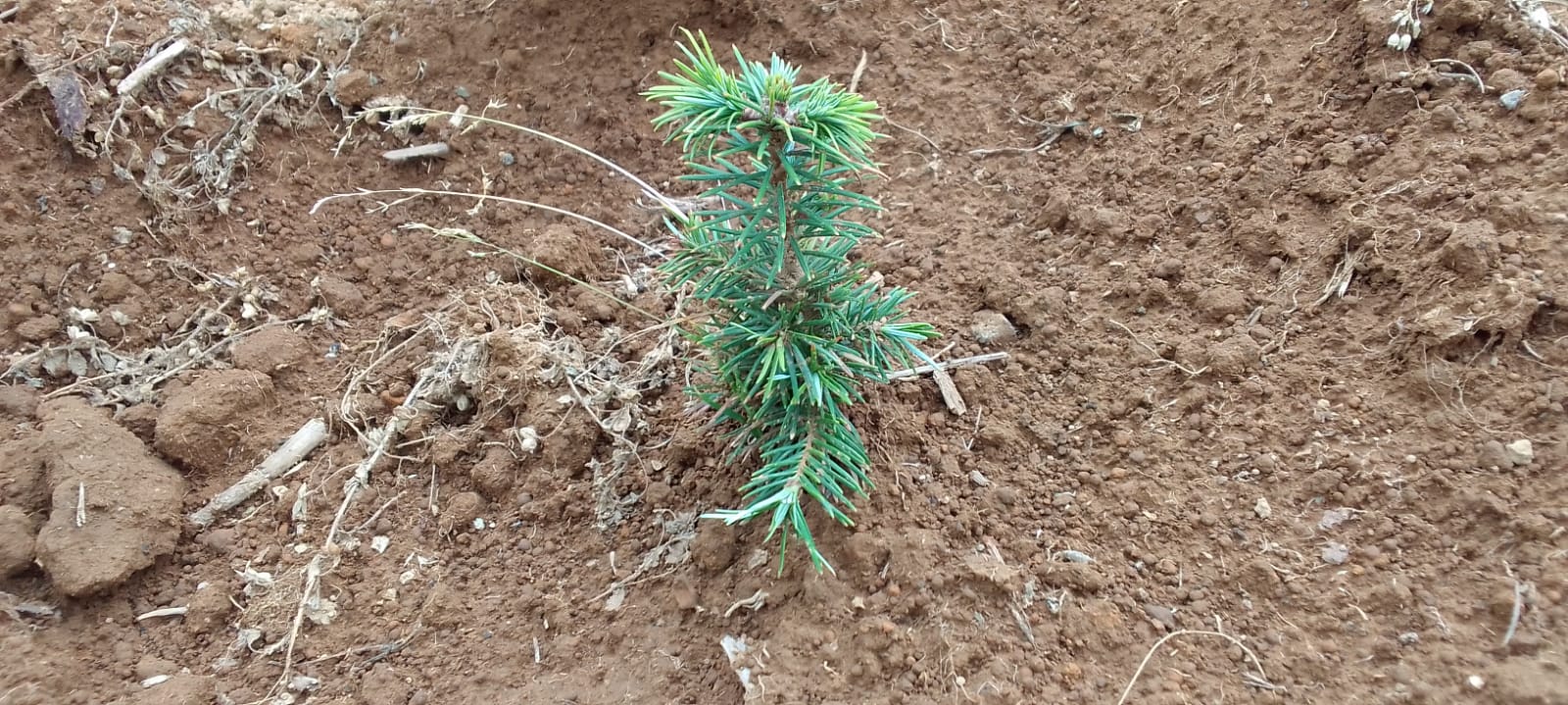 Las plantaciones forestales de árboles de Navidad contribuyen a mitigar el cambio climático.