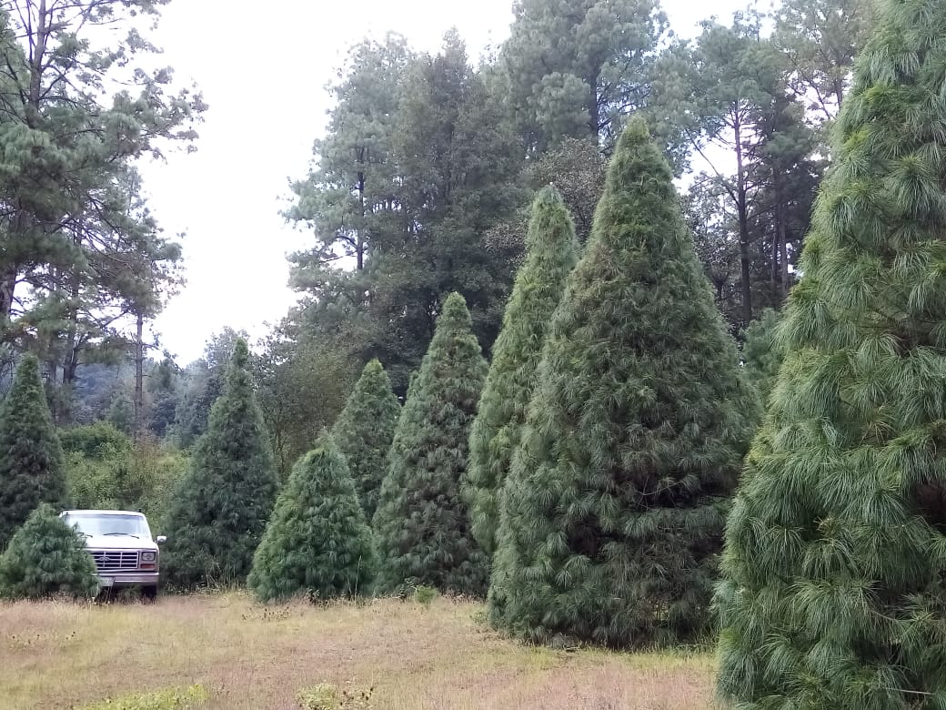Comunidades rurales obtienen ingresos a través de la venta de árboles naturales de Navidad