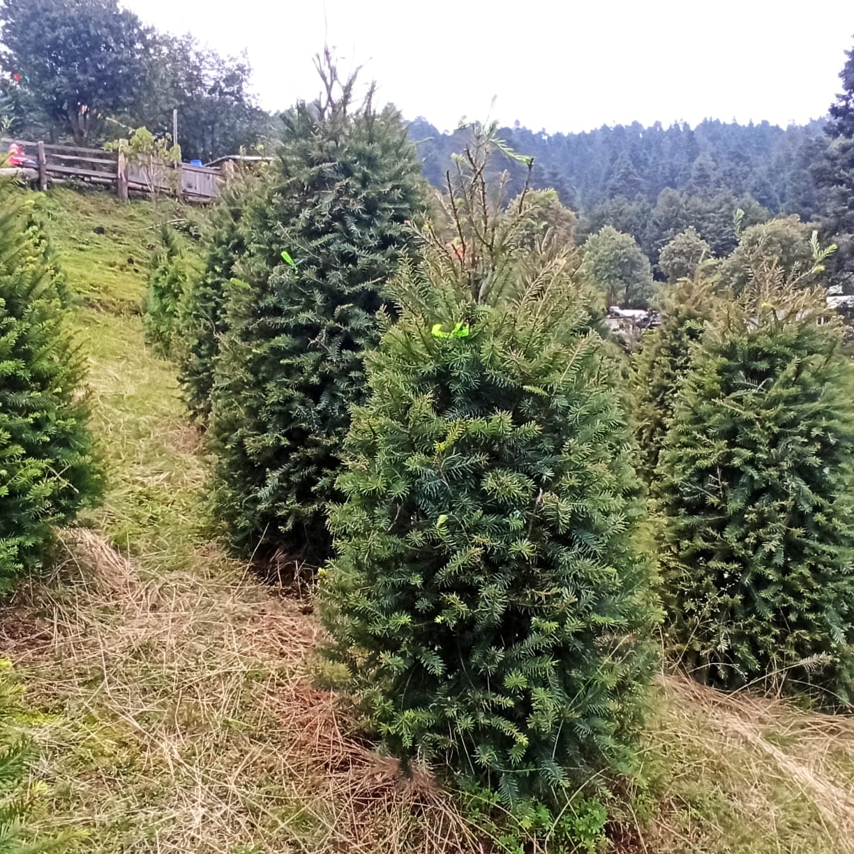 La producción de árboles naturales de Navidad va en ascenso en México.