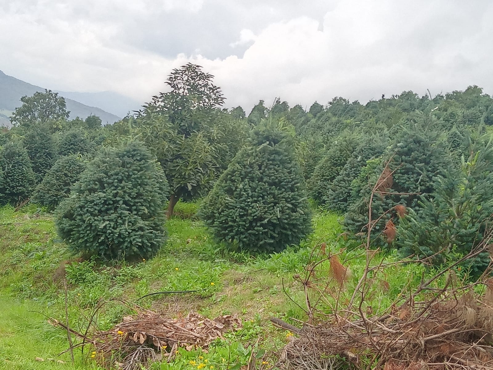 Cultivo de árboles de Navidad en bosques de Zacapu, Michoacán.