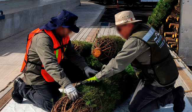 Cada año,Profepa inspecciona la importación de árboles naturales de Navidad