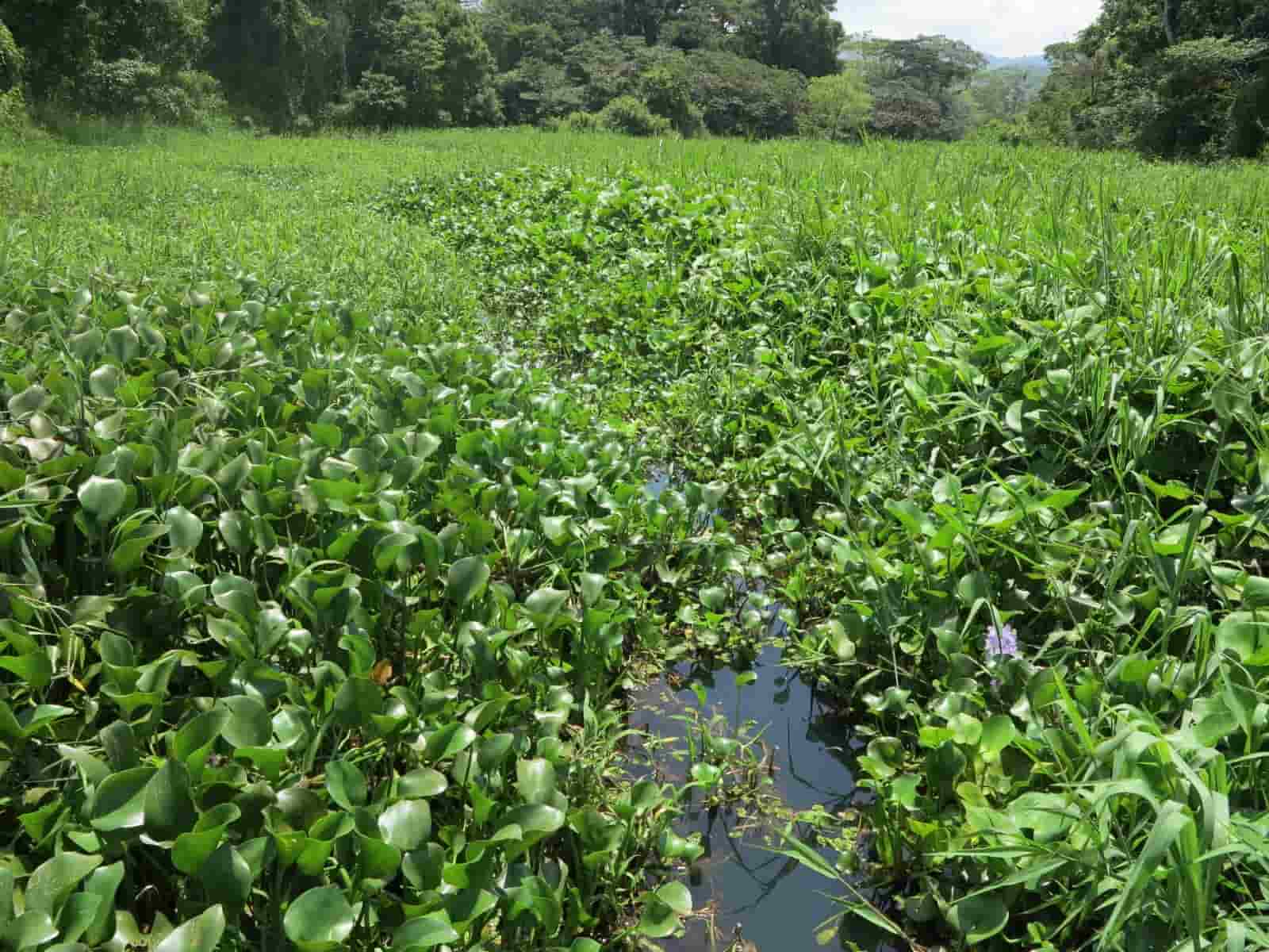 Lirio acuático,especie exótica invasora presente en gran parte de los cuerpos de agua del país. Crédito: Conabio