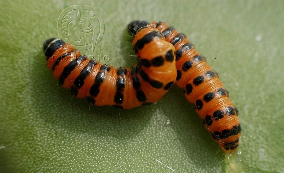 Palomilla del nopal, especie exótica invasora. Crédito: Conabio
