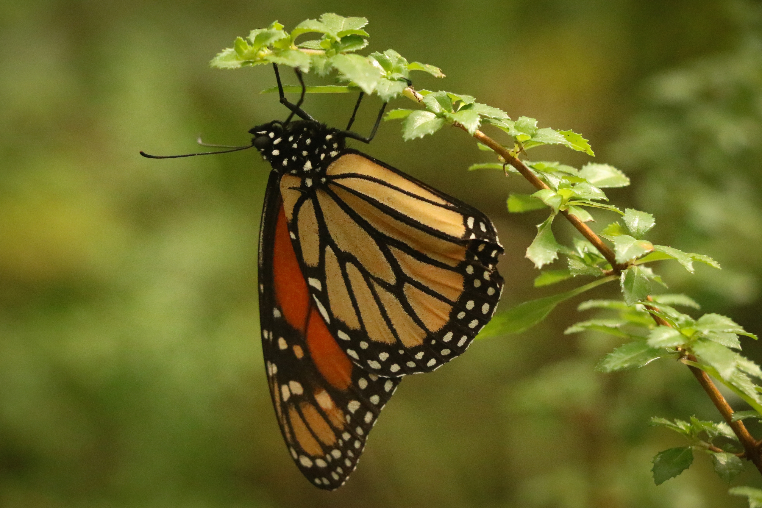 La monarca hiberna en los bosques de Michoacán y Estado de México.