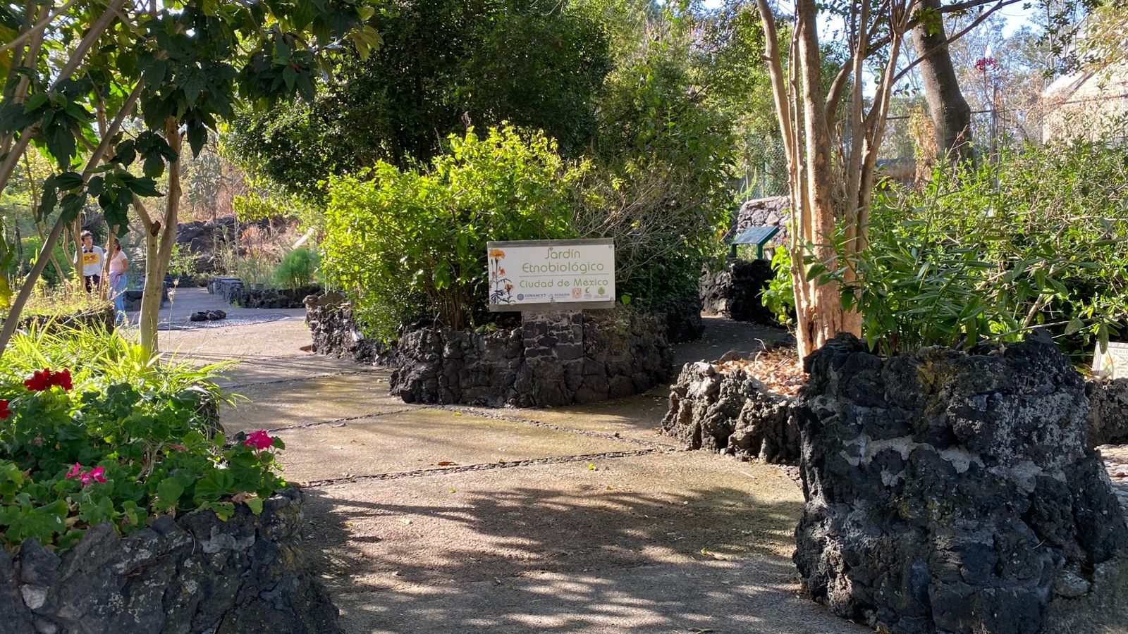 Las plantas medicinales son patrimonio del país.