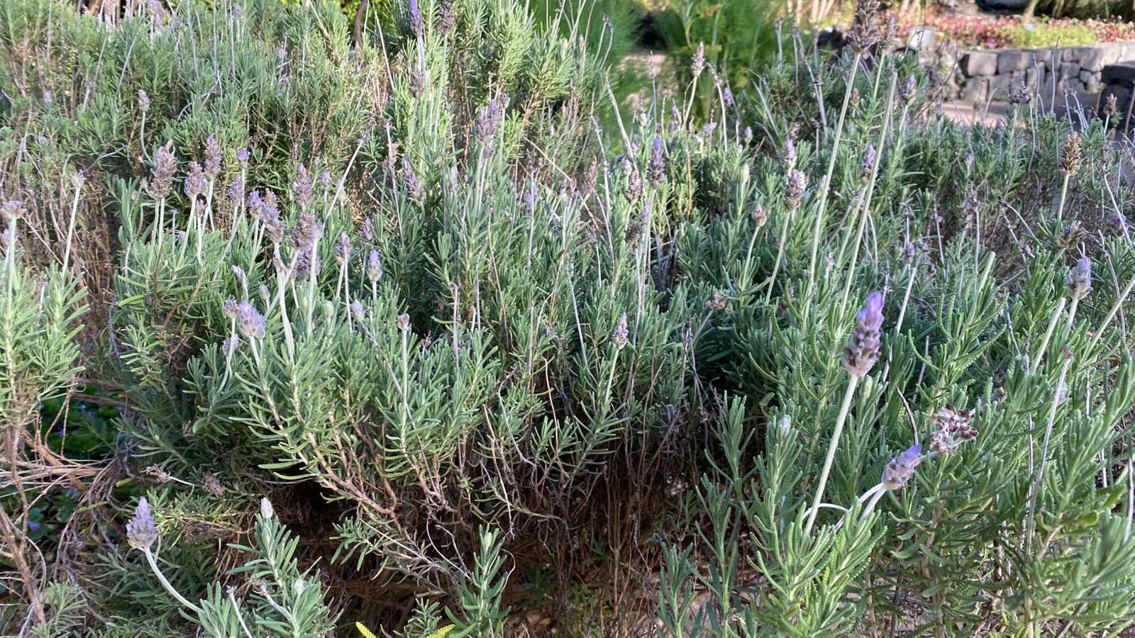 Las mujeres lideran el resguardo de las plantas medicinales y aromáticas en México