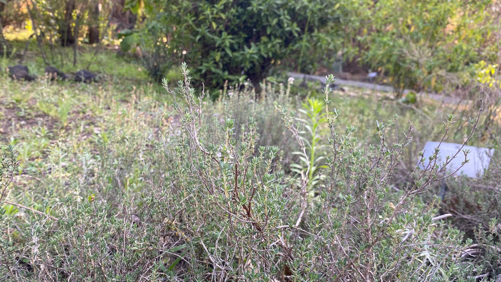 El uso de plantas medicinales implica conocer sus dosis.