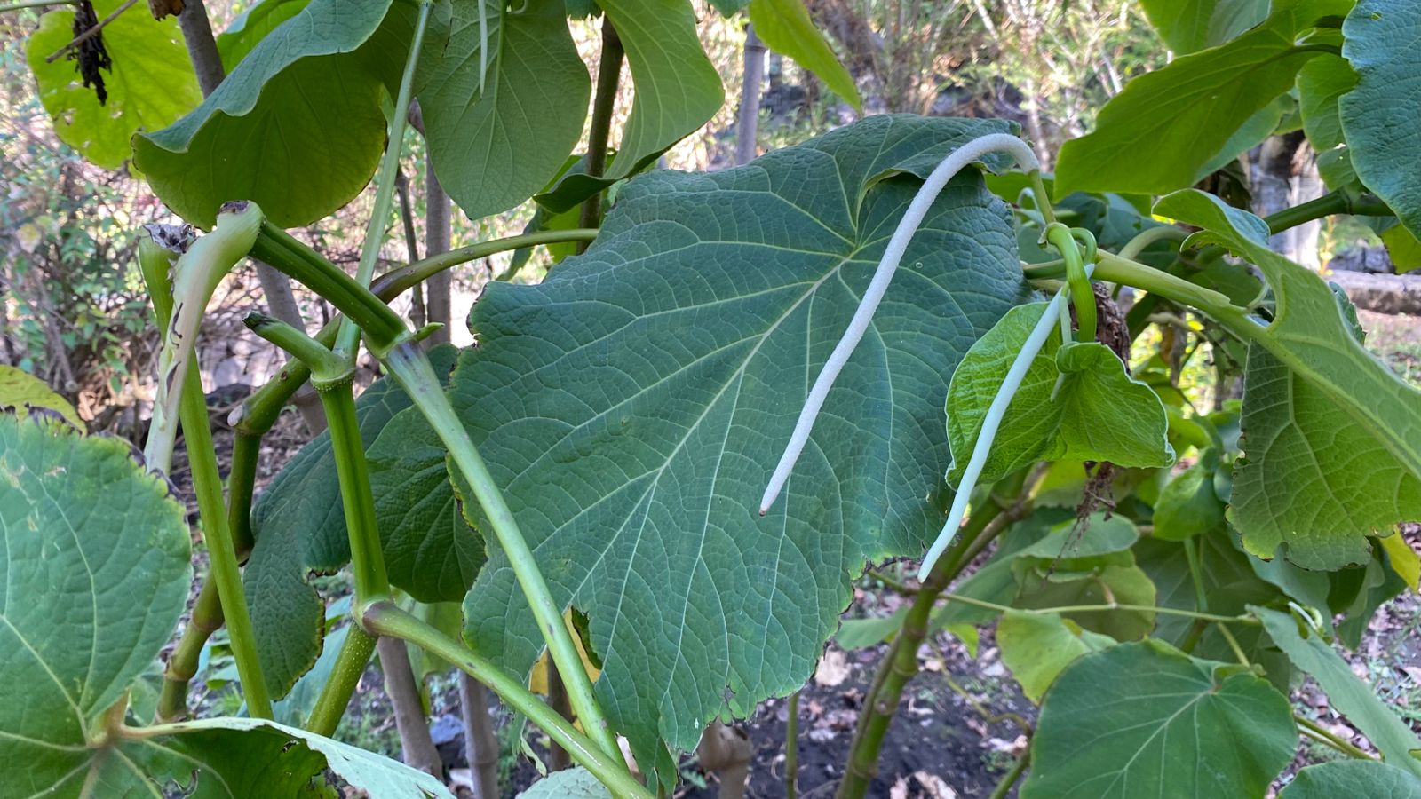 En México hay un arraigo por el uso de las plantas medicinales.