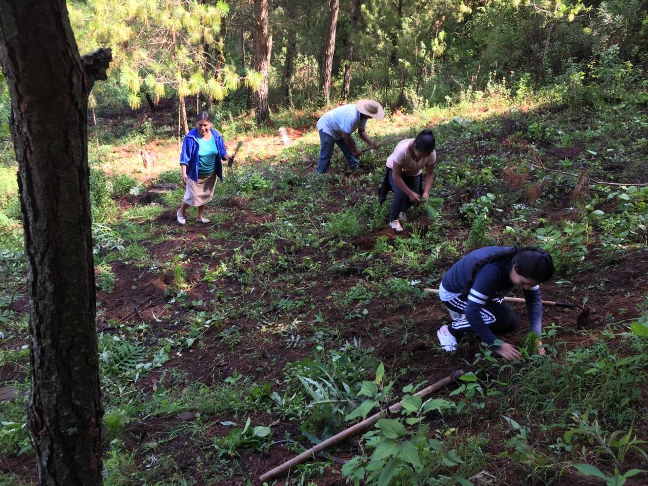 Ejidos y comunidades que habitan la Reserva hacen trabajos de conservación.
