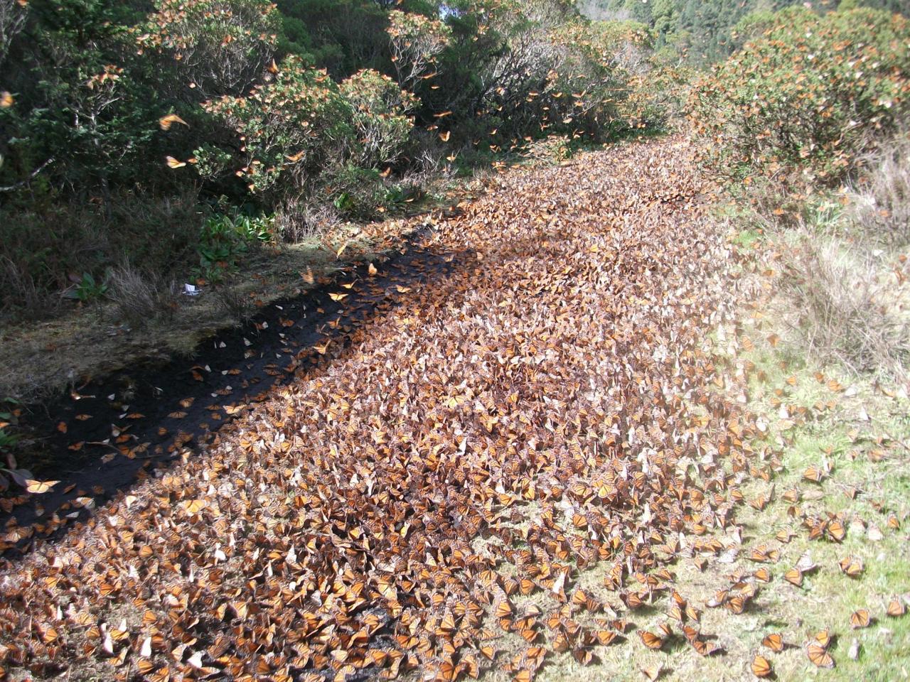 La hibernación de la monarca atrae visitantes a los sitios de hibernación.
