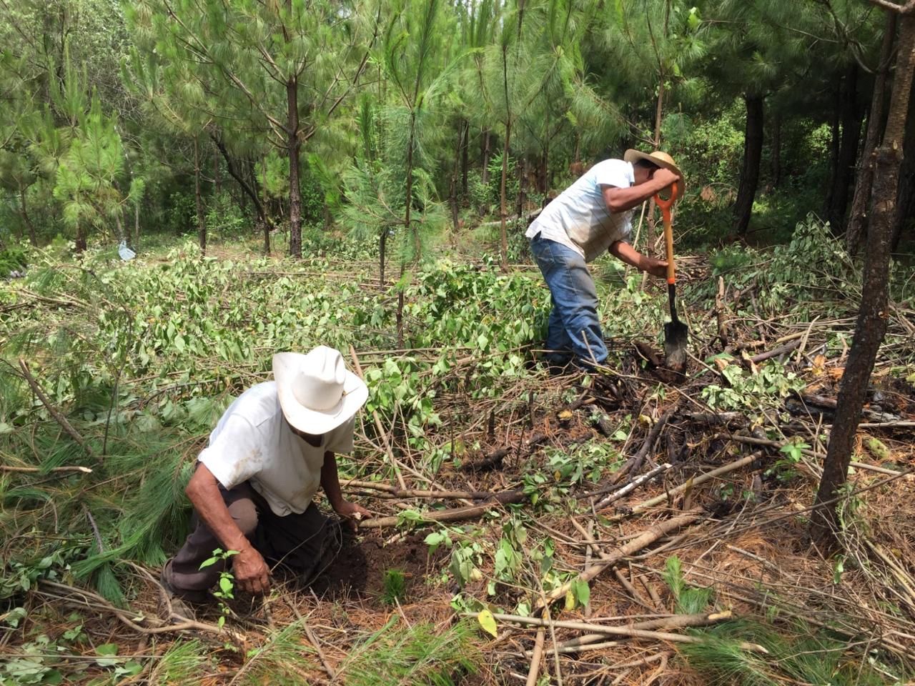 Los núcleos agrarios restauran la Reserva Monarca.