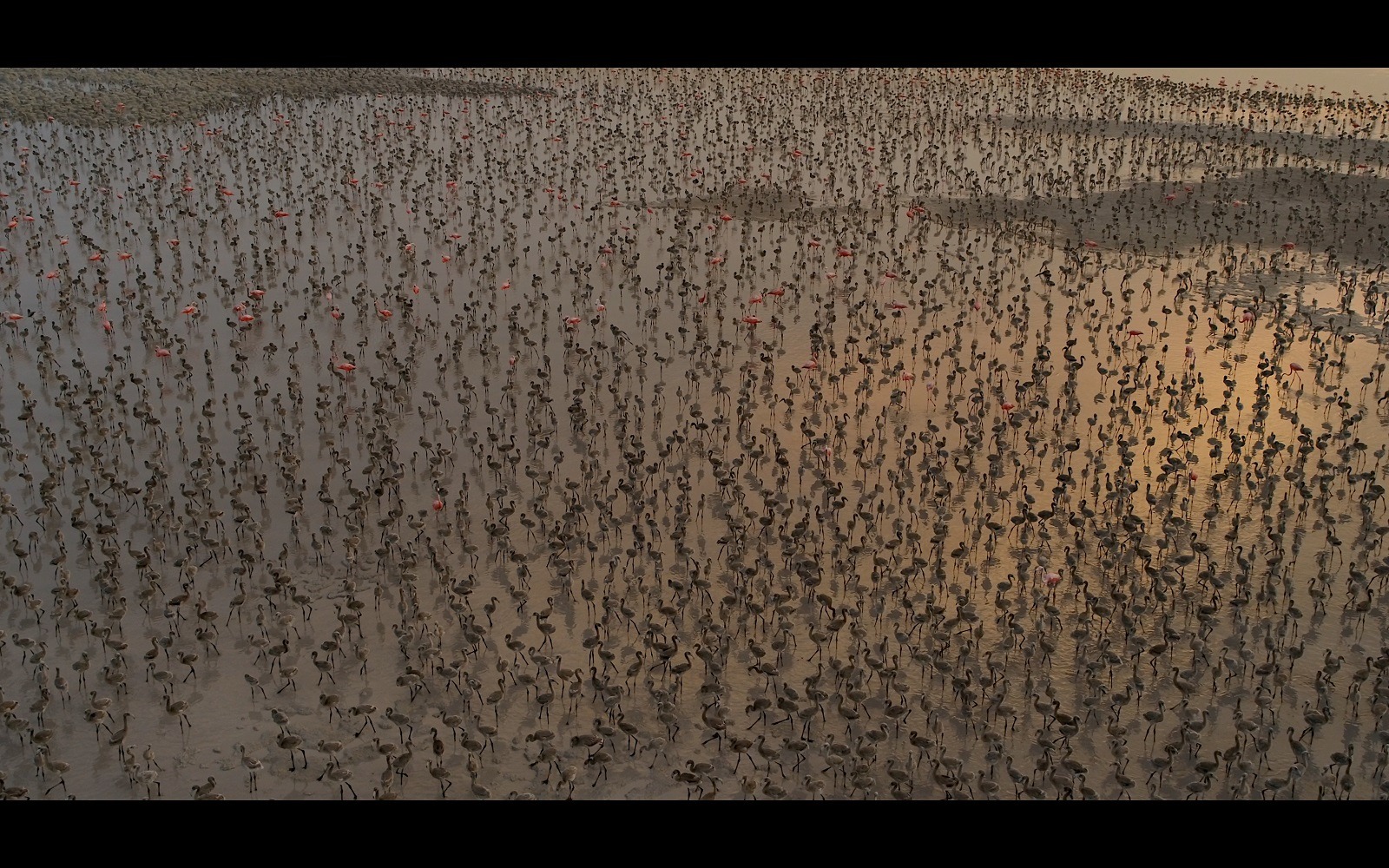 La Península de Yucatán es clave en la anidación del flamenco caribeño.